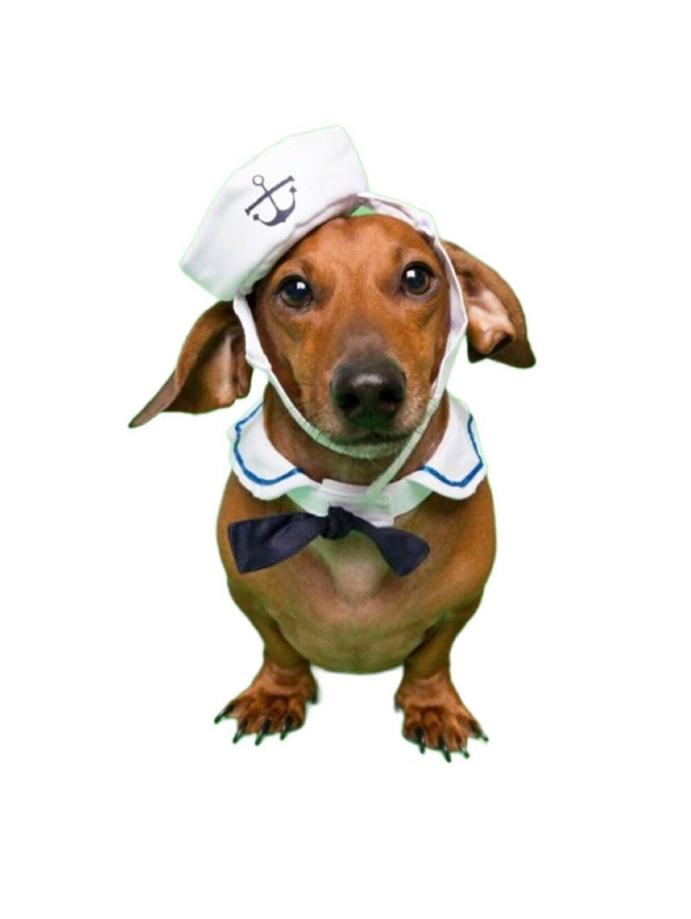 Pet Krewe Doggie Sailor Collar and Hat